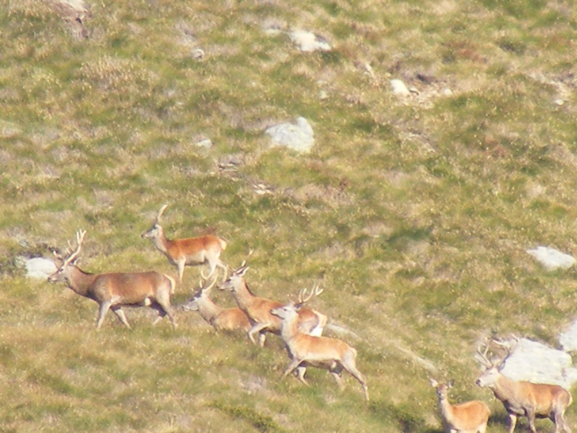 PASSIONE PER IL CERVO